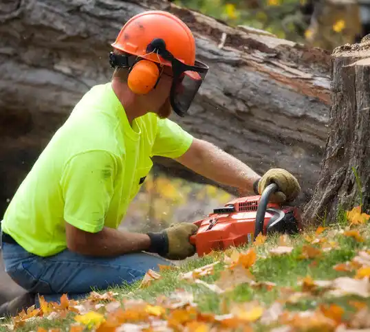 tree services Royal Oak